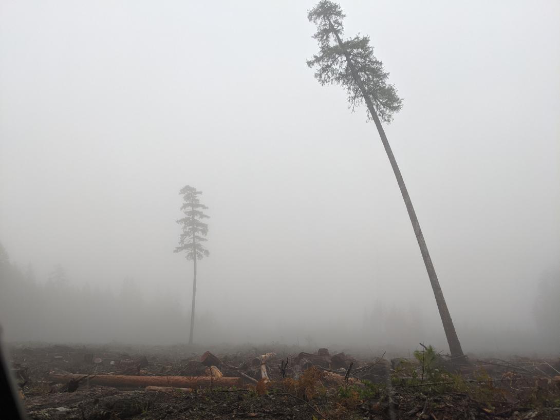 Photograph of a single leaning cedar tree in a clearcut